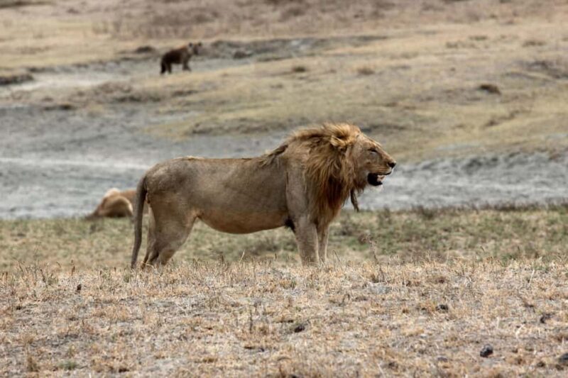 Wildlife Wonders: A 3-Day Safari to and from Arusha. - Starting the Journey: Day 1 in Tarangire