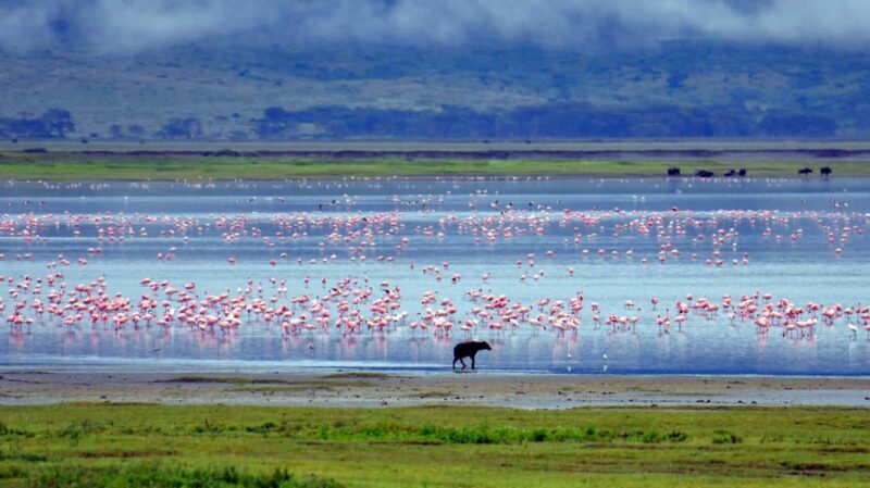 Wildlife Wonders: A 3-Day Safari to and from Arusha. - Day 3: Ngorongoro Crater and Back to Arusha