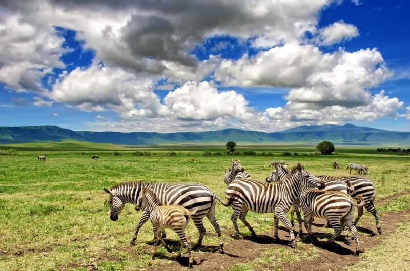 Wildlife Wonders: A 3-Day Safari to and from Arusha. - Who Will Love This Tour?