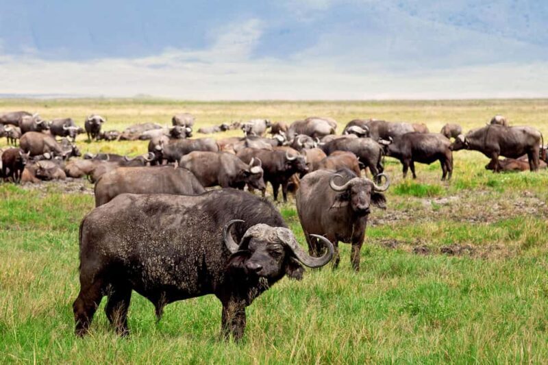 Wildlife Wonders: A 3-Day Safari to and from Arusha. - FAQs