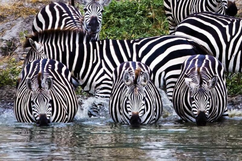 Wildlife Wonders migration private Expedition - Key Points