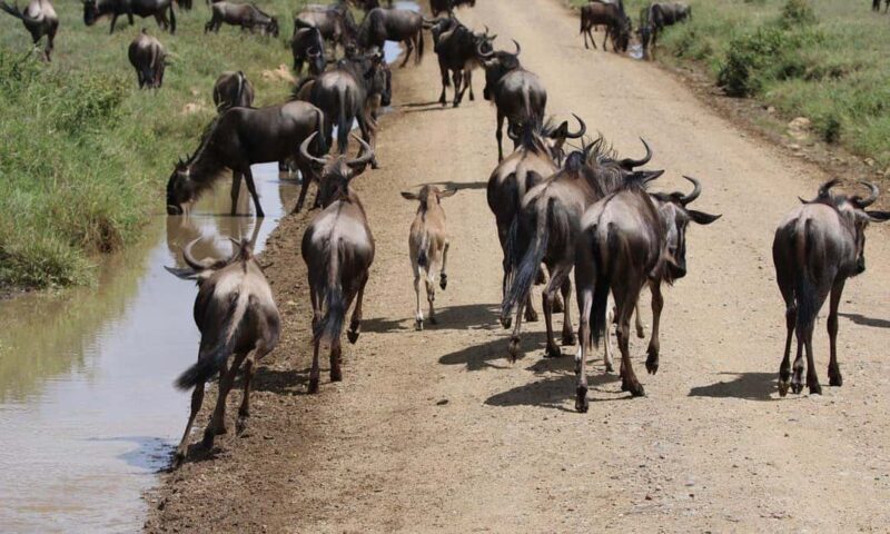 Wildlife Wonders migration private Expedition - Final Thoughts: Is It Worth It?