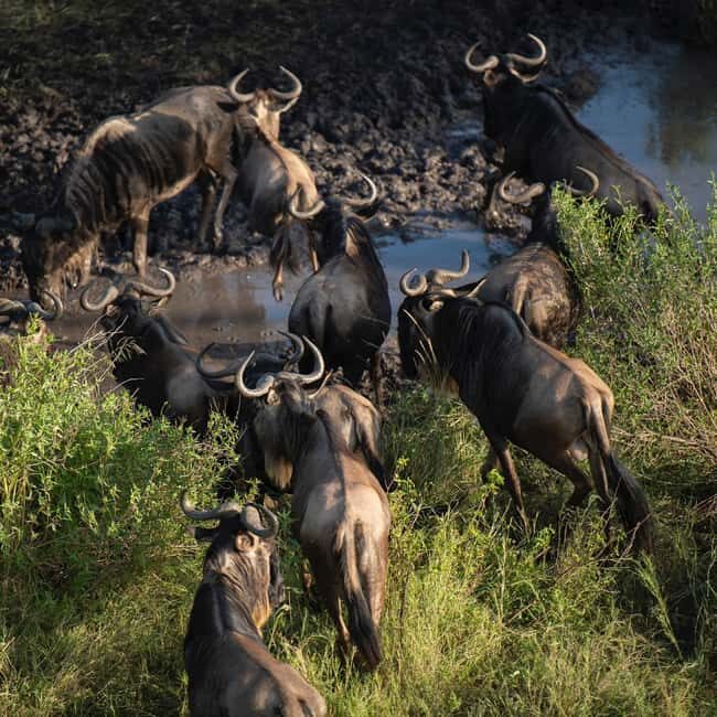 Wildlife Wonders migration private Expedition - FAQs