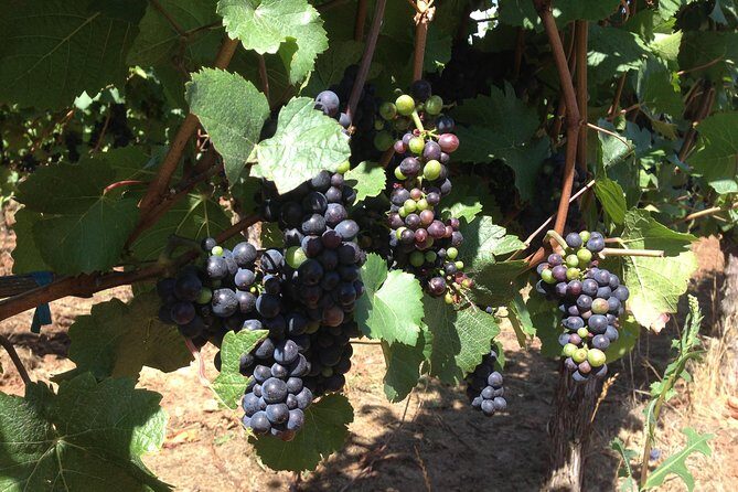 Willamette Valley Wine Tasting Tour from Portland - Final Words