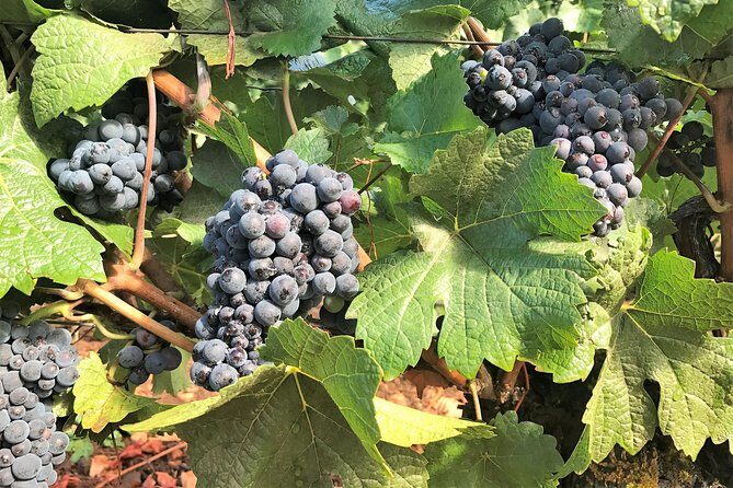 Willamette Valley Wine Tour from Portland - Who Will Love This Tour?