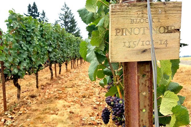Willamette Valley Wine Tour - Full Day Tour - What the Tour Offers
