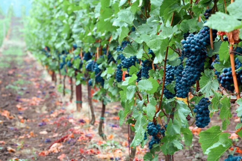 Willamette Valley Wine Tour - FAQs