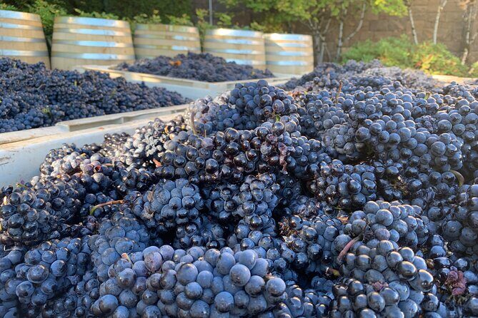 Willamette Wine Tour from McMinnville (Tasting Fees Included) - An In-Depth Look at the Willamette Valley Private Wine Tour