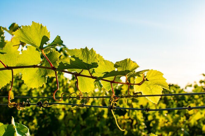 Willamette Wine Tour from Newberg (Tasting Fees Included) - The Practicalities: Transportation, Duration, and Value