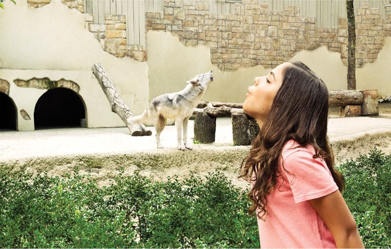 Williamsburg: Busch Gardens Ticket & Water Country Option - The Experience at Busch Gardens Williamsburg