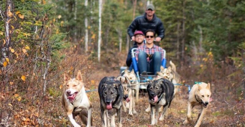 Willow: Summer Dog Sledding Ride in Alaska - An Authentic Alaskan Mushing Experience, Summer Style