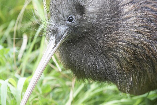 Willowbank Wildlife Reserve Day Entry - FAQ