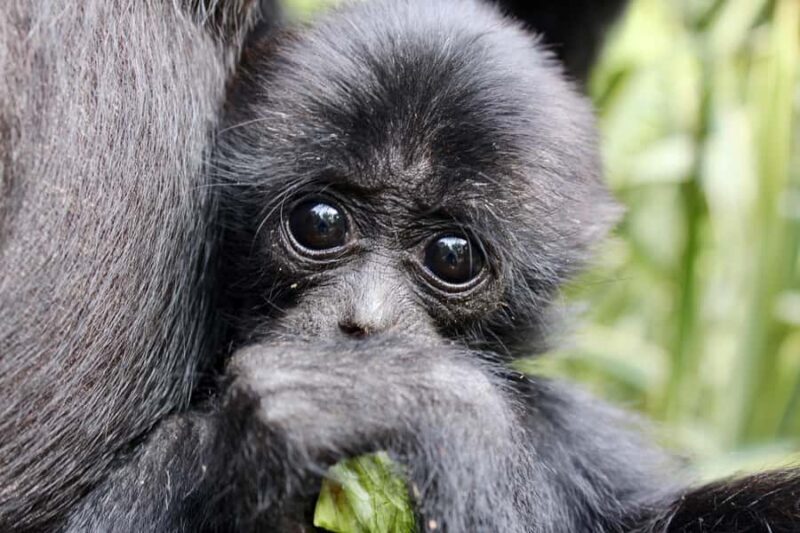 Willowbank Wildlife Reserve Day Entry Ticket - Key Points