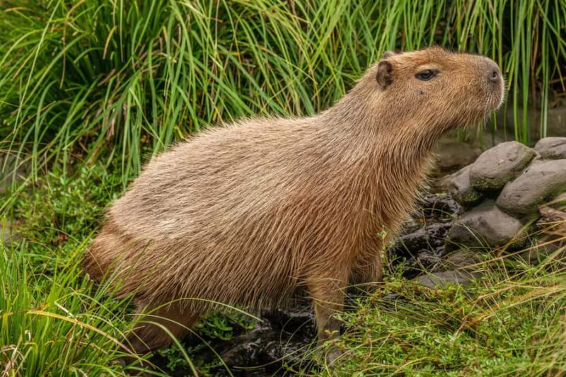 Willowbank Wildlife Reserve Day Entry Ticket - A Detailed Look at What You Can Expect