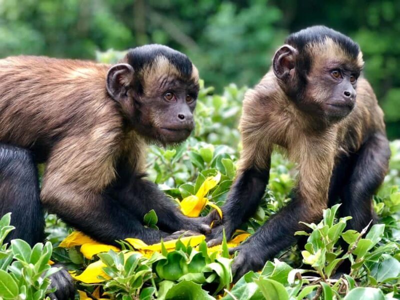 Willowbank Wildlife Reserve Day Entry Ticket - Insights from Visitors