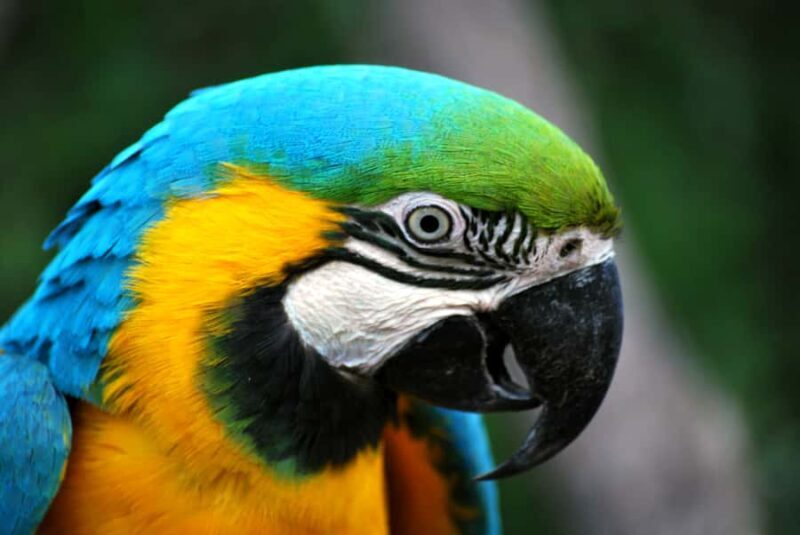 Willowbank Wildlife Reserve Day Entry Ticket - Who Should Visit?