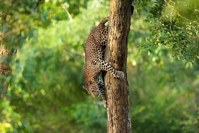 Wilpattu Half Day Safari From Anuradhapura - Who Will Love This Tour?