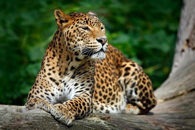 Wilpattu Half Day Safari From Anuradhapura - FAQ