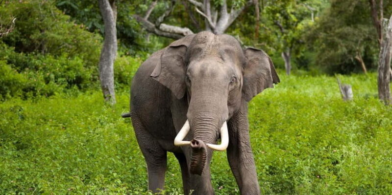 Wilpattu: Jeep Safari Day Tour From Sigiriya or Dambulla - What to Expect on Your Wilpattu Safari