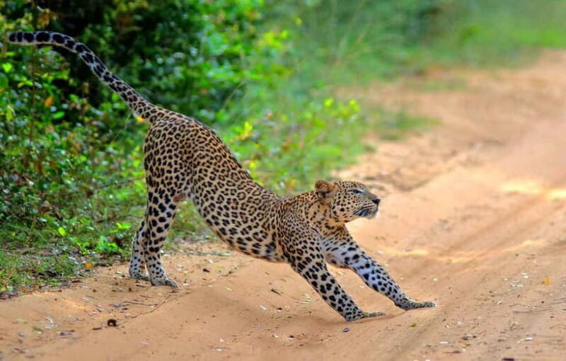 Wilpattu: Jeep Safari Day Tour From Sigiriya or Dambulla - The Sum Up
