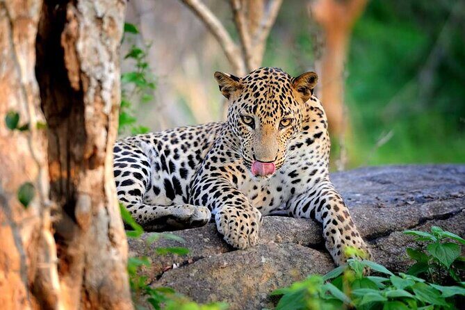 Wilpattu National Park 4-Hours Safari | with Naturalist - Who Should Consider This Tour?