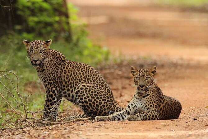 Wilpattu National Park 4-Hours Safari | with Naturalist - FAQs