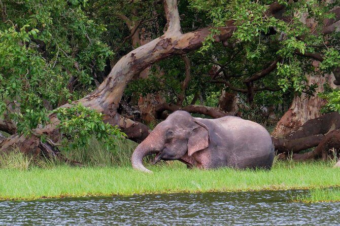 Wilpattu National Park Entrance Ticket with Private Safari - Authentic Experiences: What Travelers Say