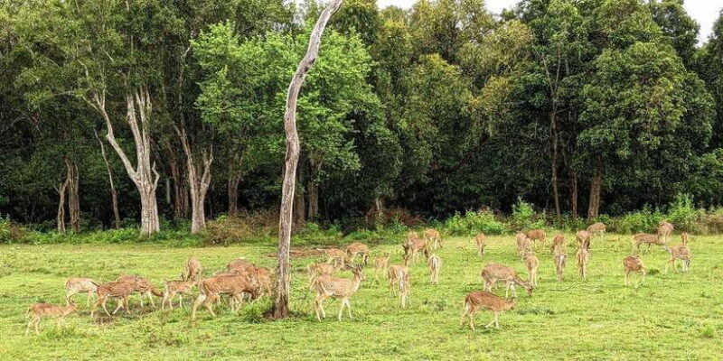 Wilpattu National park : Full day Safari (06:00am - 18:00pm) - Key Points