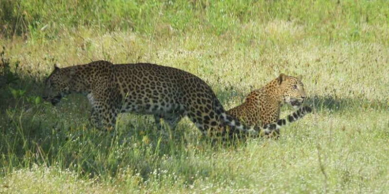 Wilpattu National park : Full day Safari (06:00am - 18:00pm) - An Honest Breakdown of the Safari Day
