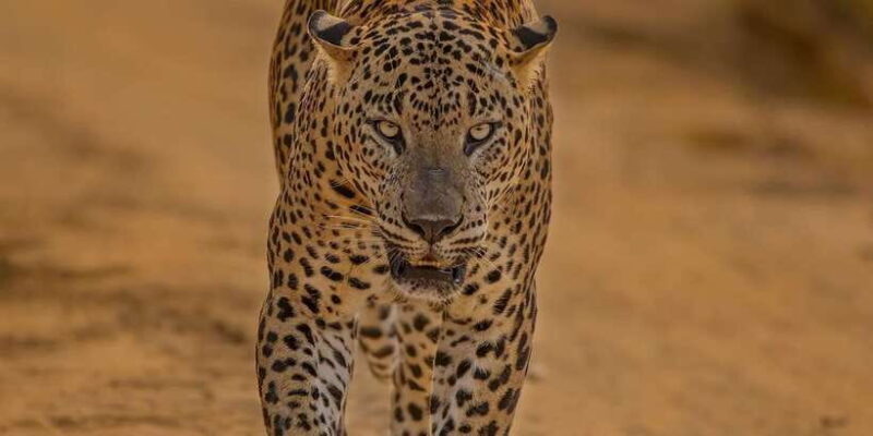 Wilpattu National park : Full day Safari (06:00am - 18:00pm) - What Makes This Safari Stand Out?