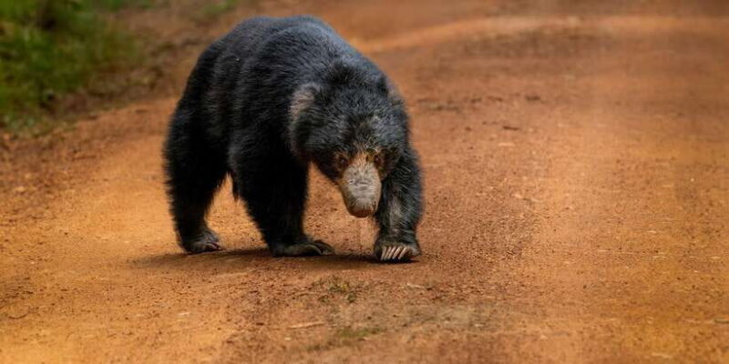 Wilpattu National park : Full day Safari (06:00am - 18:00pm) - Who Should Consider This Safari?