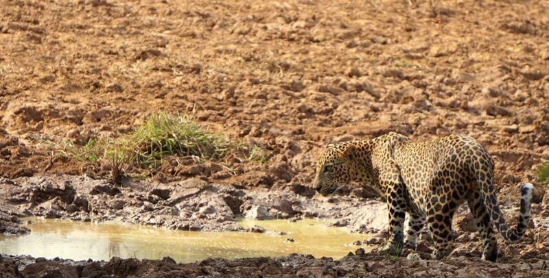 Wilpattu National park : Full day Safari (06:00am - 18:00pm) - FAQ