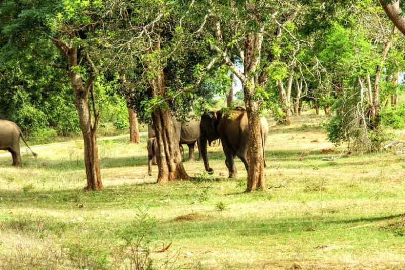 Wilpattu National park - Full day Safari (06:00am - 18:00pm) - Guides and Transportation: Why They Matter