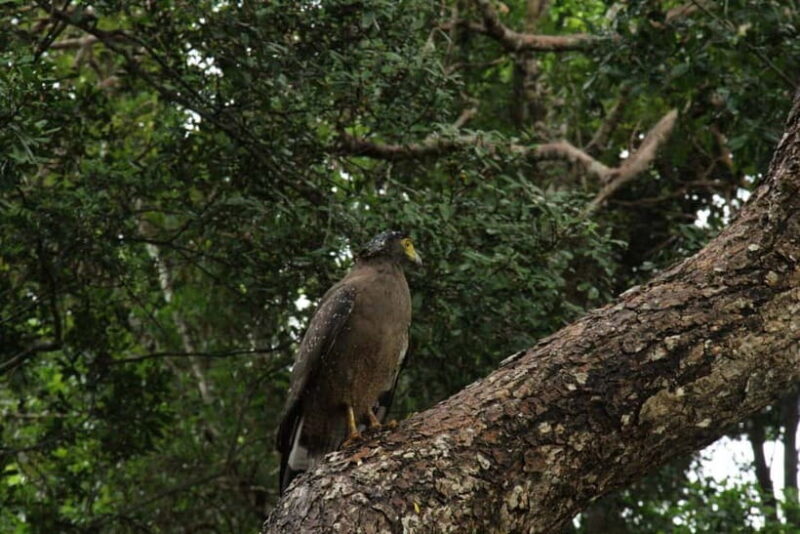 Wilpattu National park - Full day Safari (06:00am - 18:00pm) - Authentic Encounters and Practical Insights