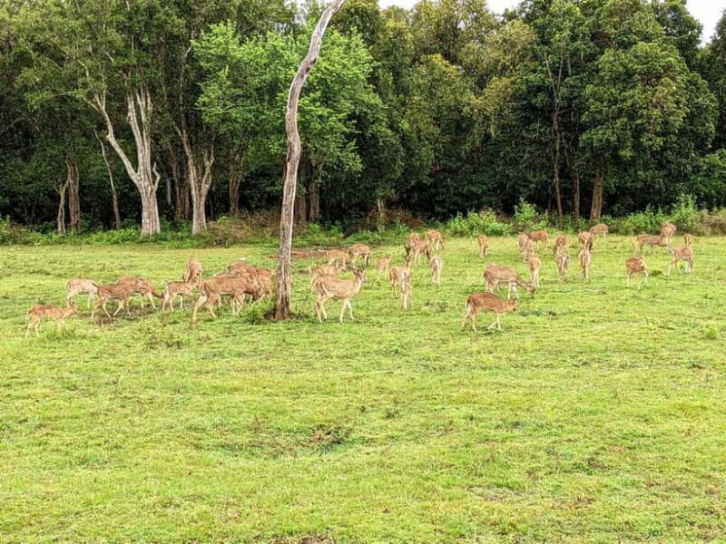 Wilpattu National park - Full day Safari (06:00am - 18:00pm) - Who Is This Tour Best For?