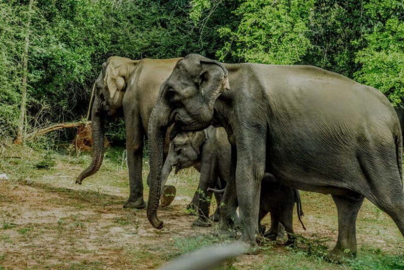 Wilpattu National park - Full day Safari (06:00am - 18:00pm) - The Sum Up