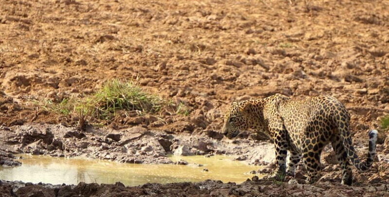 Wilpattu National park - Full day Safari (06:00am - 18:00pm) - FAQ
