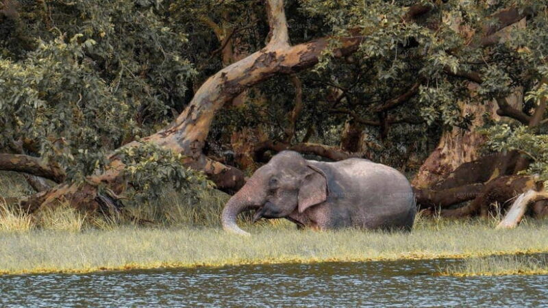 Wilpattu National Park: Full-Day Safari From Trincomalee - Key Points