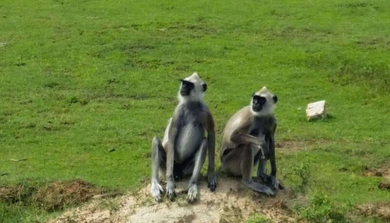 Wilpattu National Park: Full-Day Safari From Trincomalee - What’s Included and What’s Not?