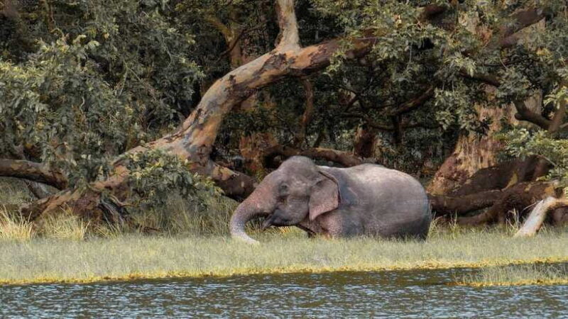 Wilpattu National Park: Full-Day Safari From Trincomalee - Frequently Asked Questions