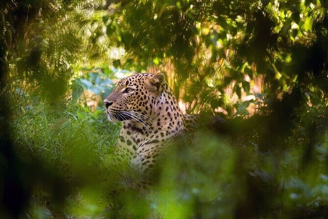 Wilpattu National Park Jeep Safari from Negombo / Waikkal (All Inclusive) - What to Expect from the Wilpattu National Park Jeep Safari