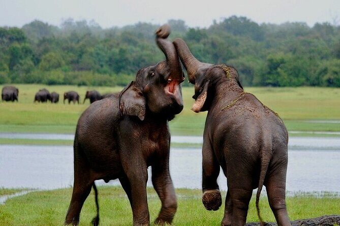 Wilpattu National Park Jeep Safari from Negombo / Waikkal (All Inclusive) - Authenticity and Review Highlights