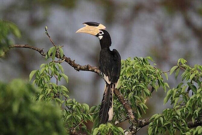 Wilpattu National Park Jeep Safari from Negombo / Waikkal (All Inclusive) - FAQ