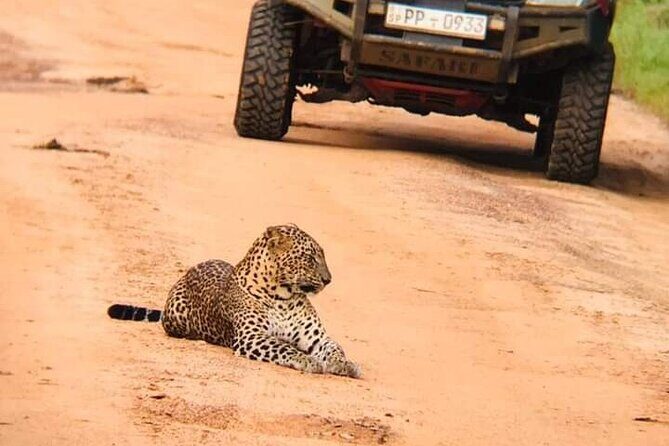 Wilpattu National Park Leopard safari from Colombo/Negambo - Key Points