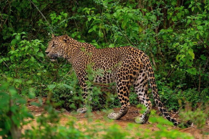 Wilpattu National Park: Morning or Afternoon Safari - Cost and Value