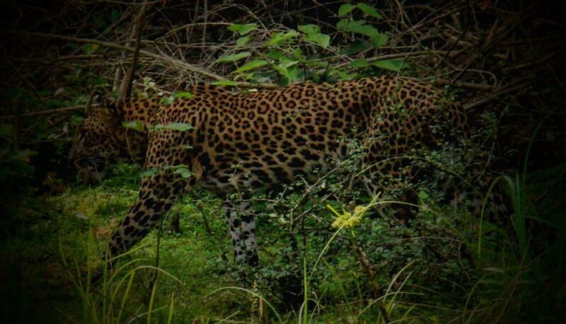 Wilpattu National Park: Morning or Afternoon Safari - Final Thoughts: Is Wilpattu Safari Worth It?