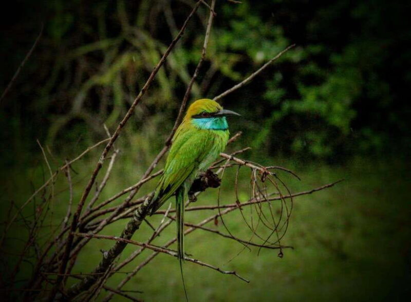 Wilpattu National Park: Morning or Afternoon Safari - FAQ