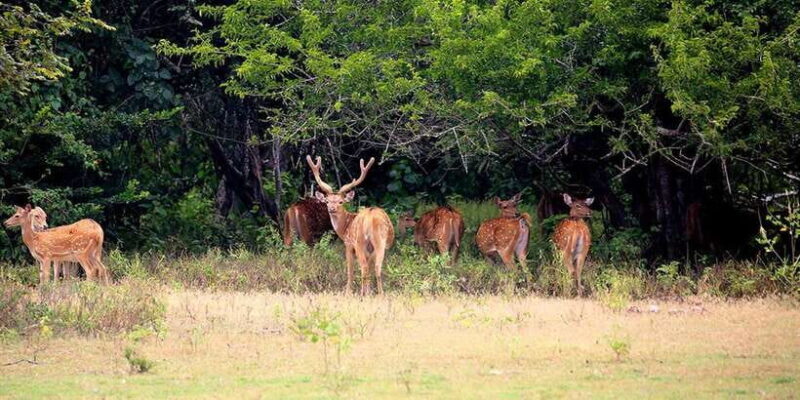 Wilpattu National park - Morning or Afternoon Safari - Authenticity and Tips for a Better Experience
