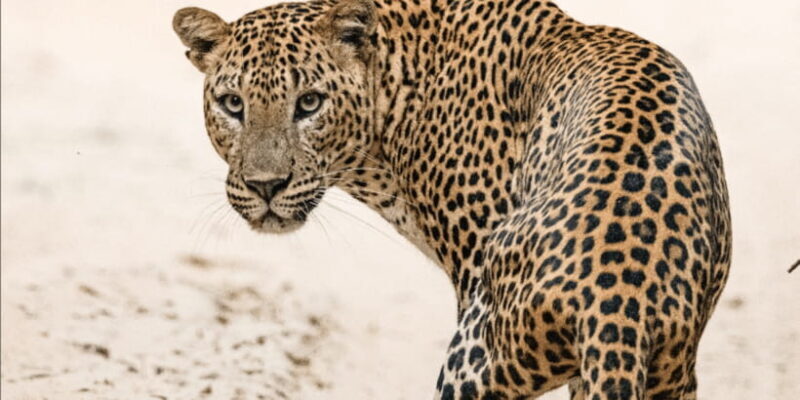 Wilpattu National park - Morning or Afternoon Safari - Final Thoughts