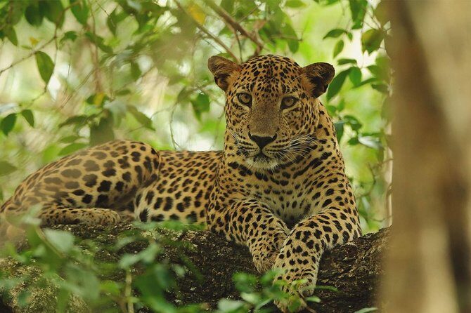 Wilpattu National Park Private Full Day Tour From Colombo - Key Points